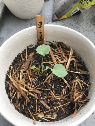茎ブロッコリーの苗を移植