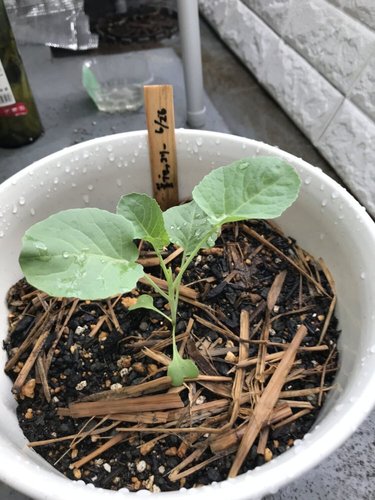 茎ブロッコリーの成長