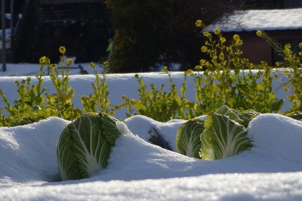 雪国で育つ白菜