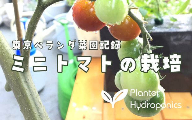 はじめてのミニトマト栽培 東京ベランダ菜園