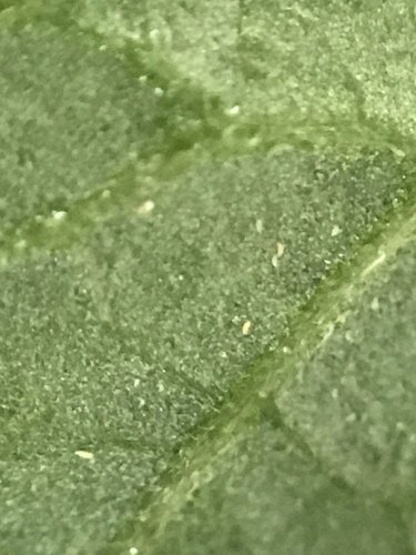 ミニトマトの葉に生息するサビダニ