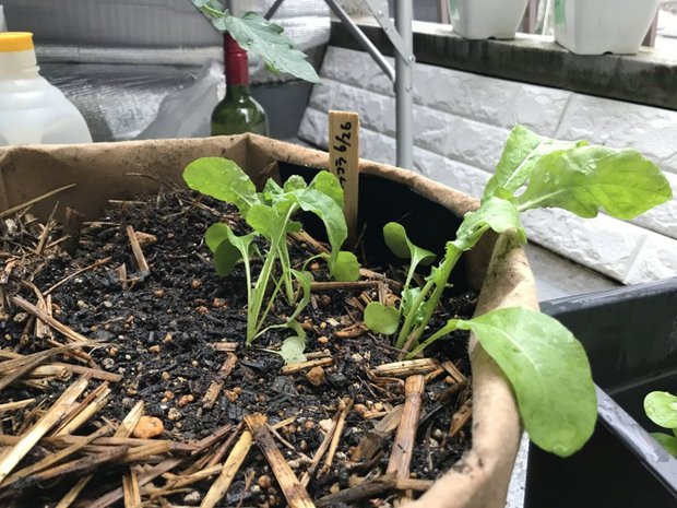 ミニトマトのプランターにルッコラを定植