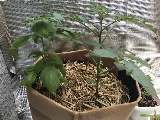 ミニトマトの苗をフェルトプランターに定植