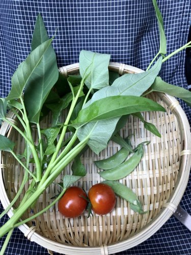 収穫した空芯菜とミニトマト