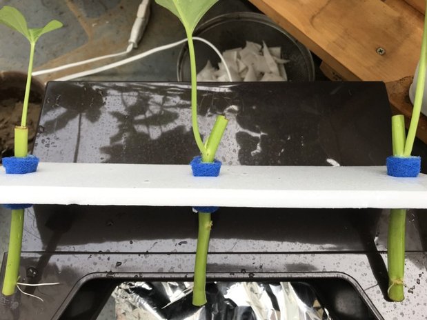 空芯菜の苗をカラーボードに固定