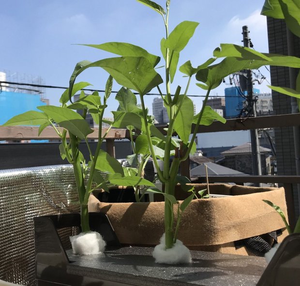 ファイルボックス水耕栽培装置で順調に育つ空芯菜