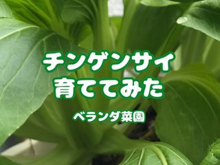 プランターで育てるチンゲン菜【東京ベランダ菜園記録】