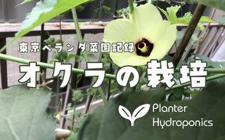 オクラのプランター栽培【東京ベランダ菜園記録】